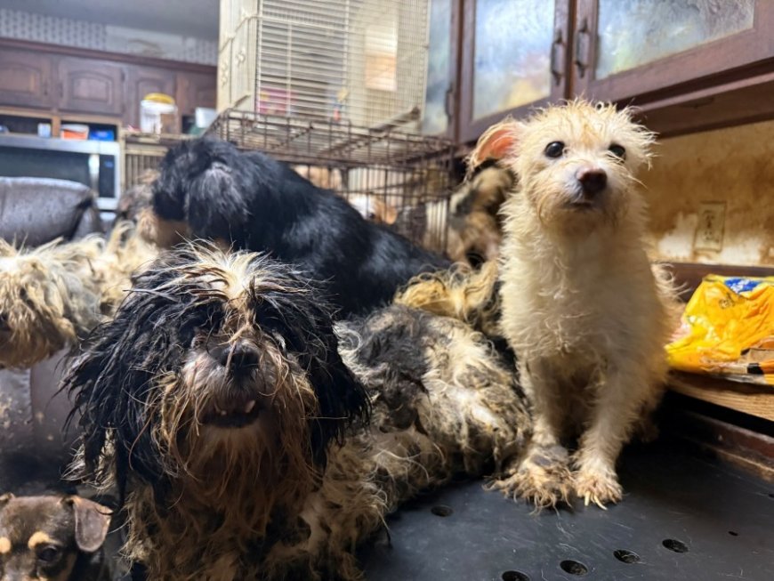 Humane Society of Missouri rescues around 150 dogs from Christian County hoarder