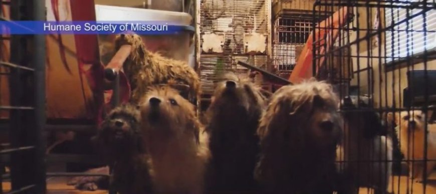 200+ animals rescued at Christian County home