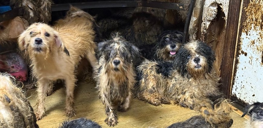 More than 200 dogs rescued from Christian County property