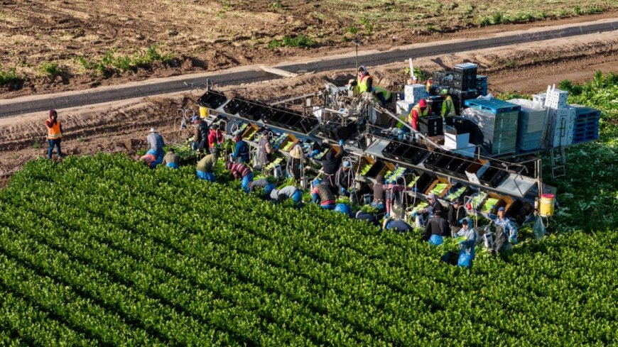 Trump’s claim that undocumented workers are ‘naturally’ fit for farm labor harkens to racist theory about enslaved Blacks