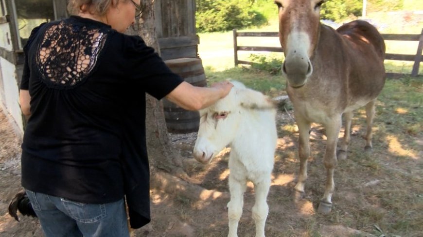 Rare albino donkey born in Highlandville