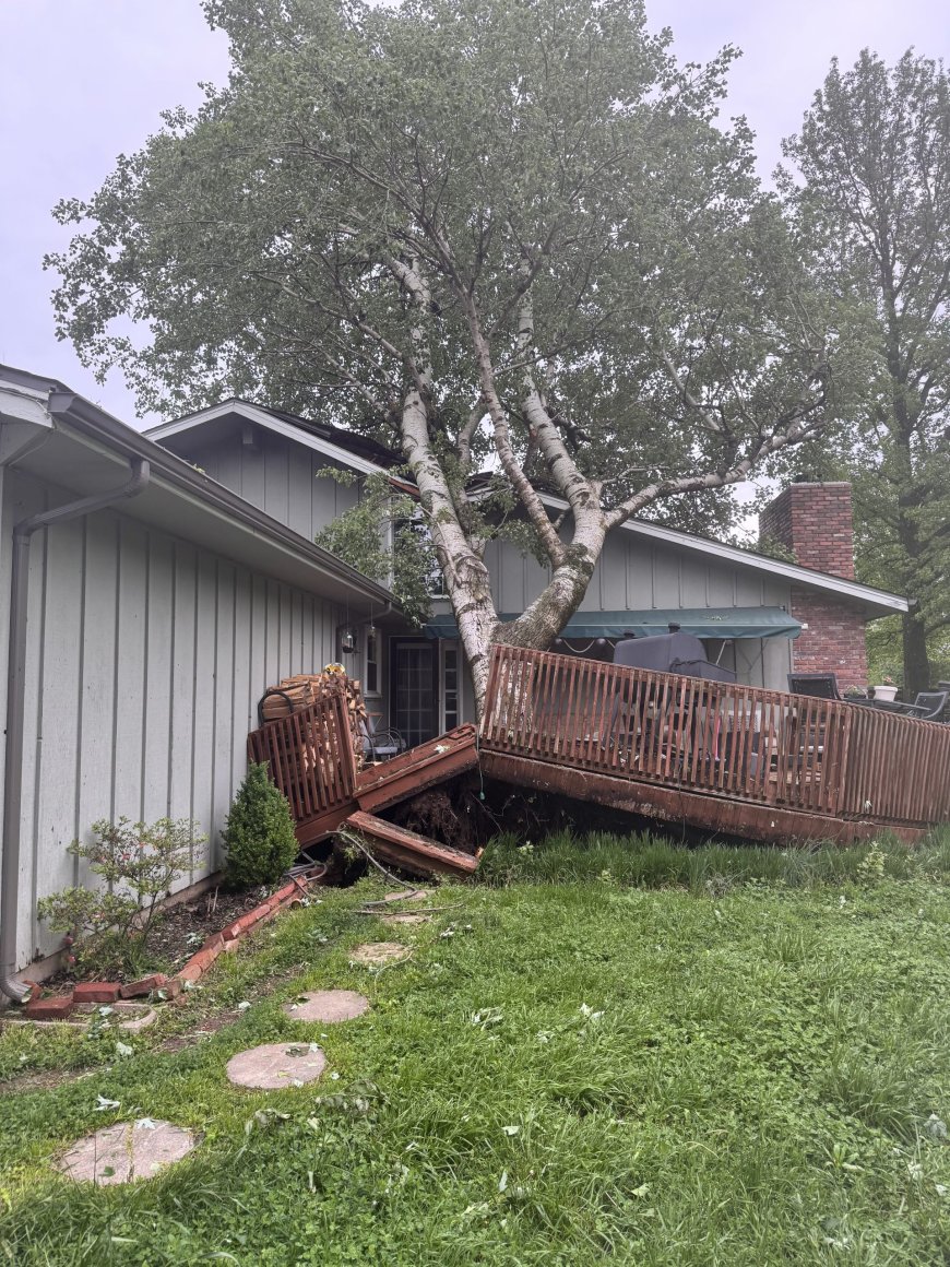 Reduce storm risks: What Springfield homeowners need to know about tree health inspections