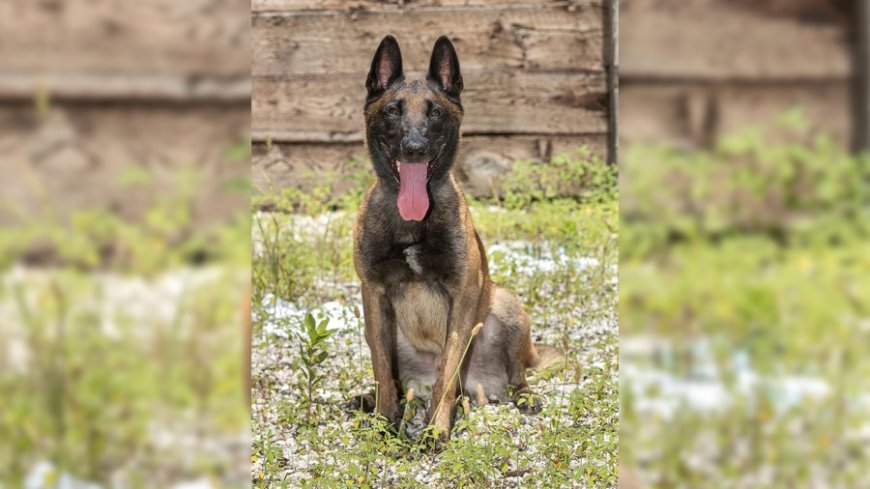 Springfield Police Department mourns loss of retired K-9 officer