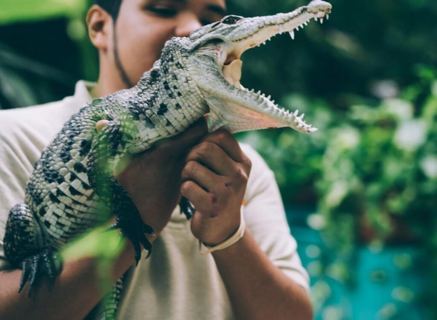 Walmart Says No To Emotional Support Alligator; Pennsylvania Pastor’s Gator Days Are Over