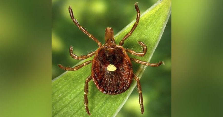 Pest control services seeing 'uptick' in ticks near Springfield homes