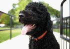 Barack Obama announces death of beloved family dog Sunny