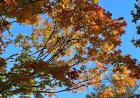Fall feels for now, but summer may try to fight back