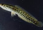 Missouri asks fishermen to kill, report this newer invasive fish