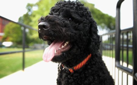 Barack Obama announces death of beloved family dog Sunny