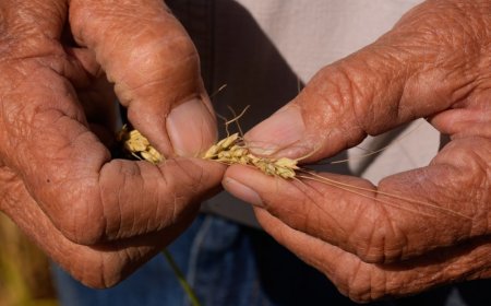 SWMO farmers say drought will affect future crops, even after rain Sunday evening
