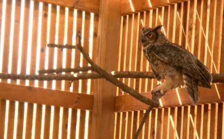 Dickerson Park Zoo unveils new flight cage for its rehab program