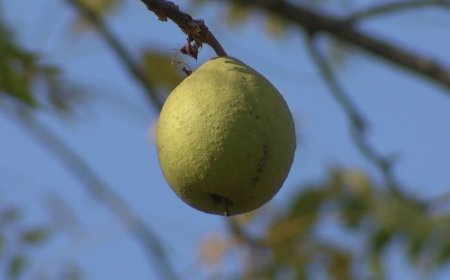 Hammons Black Walnuts offering cash for walnut harvests this fall