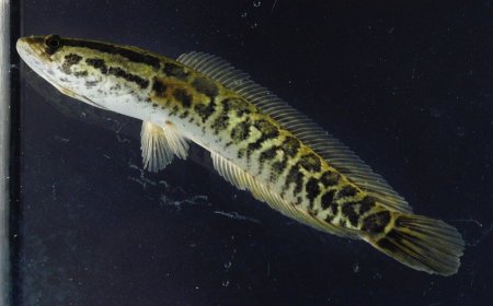Missouri asks fishermen to kill, report this newer invasive fish