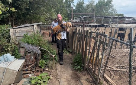 Lawrence County woman charged in connection to rescue of 170 animals