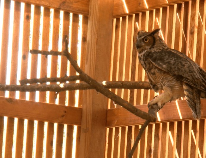 Dickerson Park Zoo unveils new flight cage for its rehab program