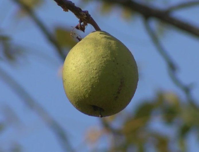Hammons Black Walnuts offering cash for walnut harvests this fall