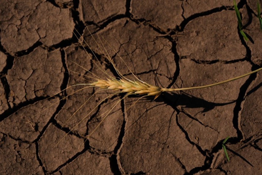 Southwest Missouri farmers face challenge of worsening drought