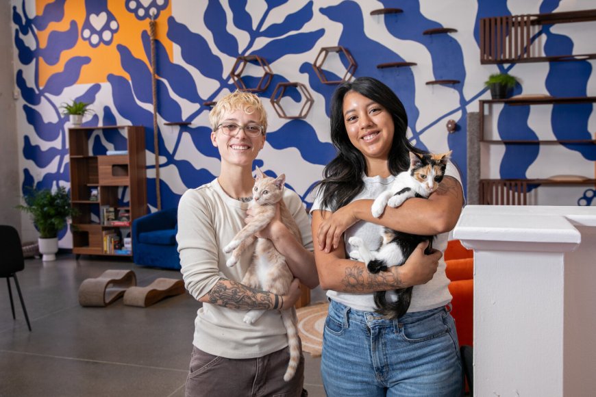 Springfield couple launches downtown cat lounge