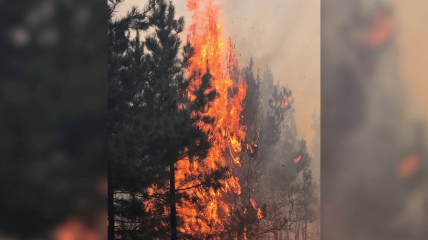 Arkansas now at ‘High Wildfire Risk,’ officials urge caution