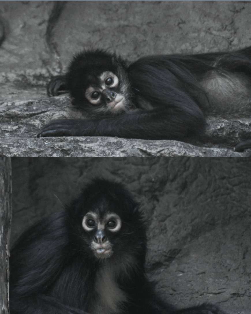 Rescued spider monkeys arrive at Dickerson Park Zoo