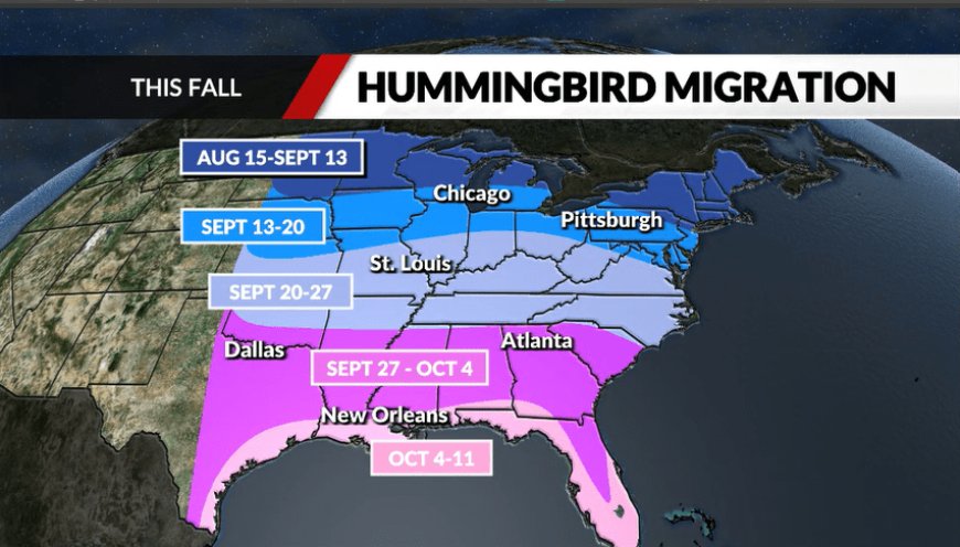 Missouri hummingbirds are migrating south. When do they leave?