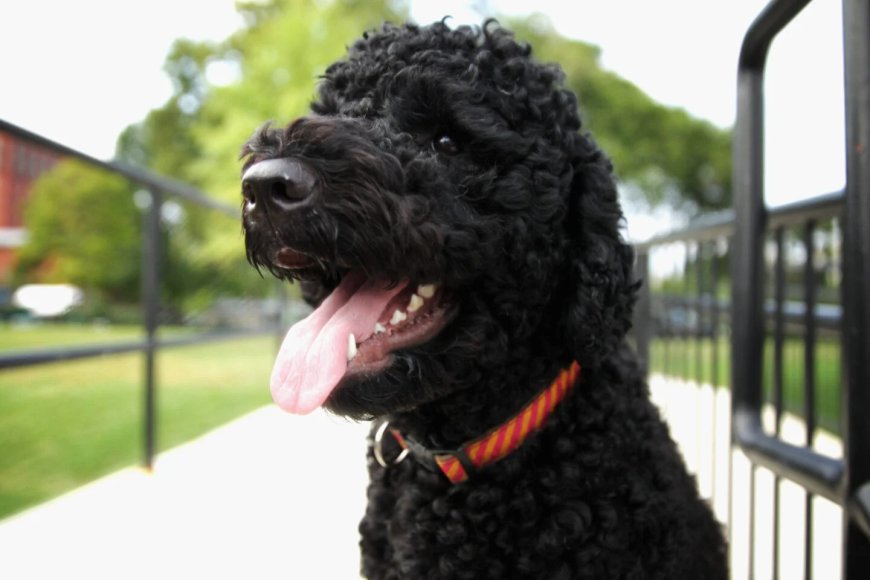 Barack Obama announces death of beloved family dog Sunny