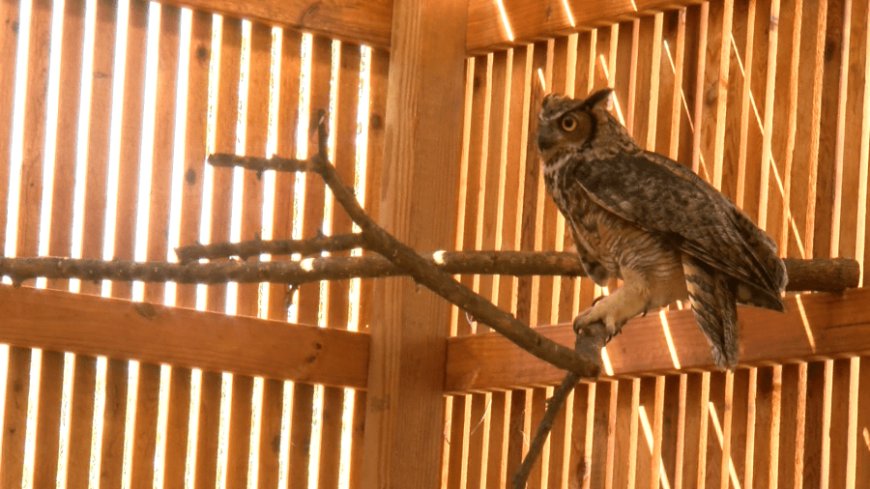 Dickerson Park Zoo unveils new flight cage for its rehab program