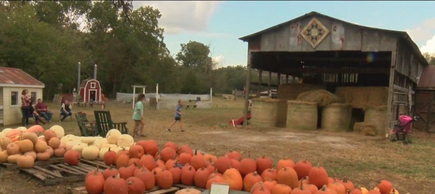 7 pumpkin patches opening this weekend