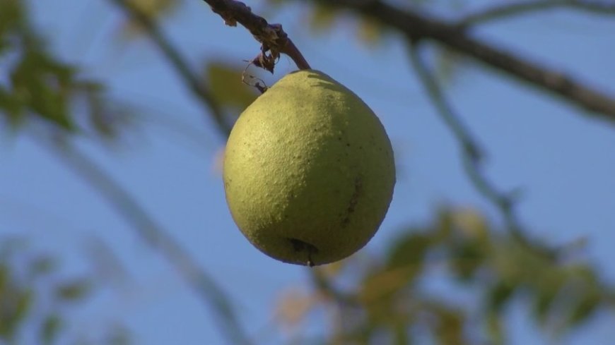 Hammons Black Walnuts offering cash for walnut harvests this fall