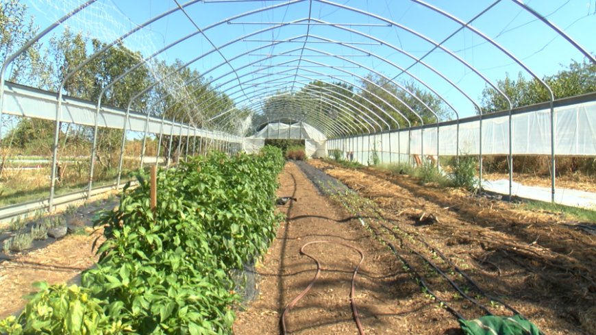 Farmers hopeful that upcoming rain and cooler weather ease drought issues