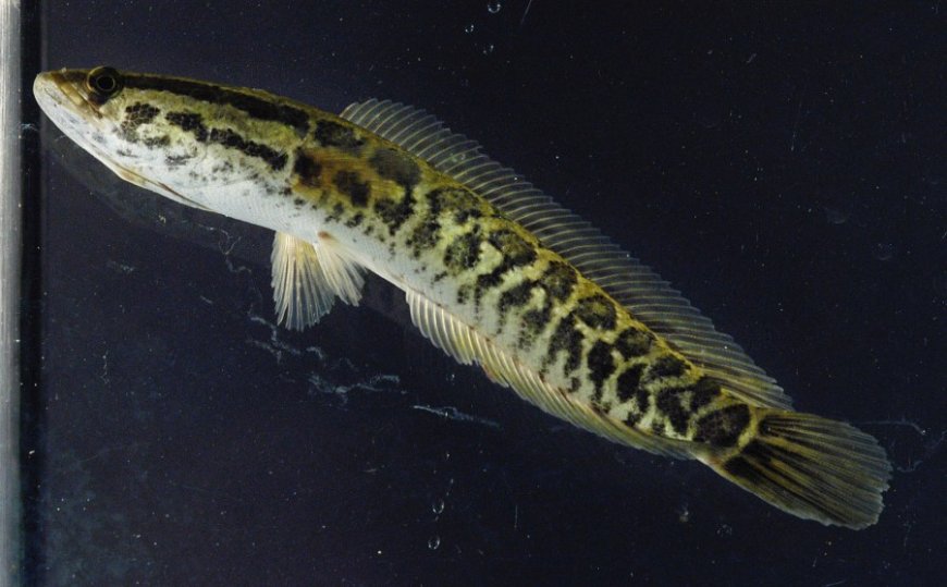 Missouri asks fishermen to kill, report this newer invasive fish