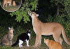 A Mountiain Lion is friends with ordinary house cats
