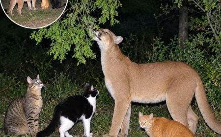 A Mountiain Lion is friends with ordinary house cats
