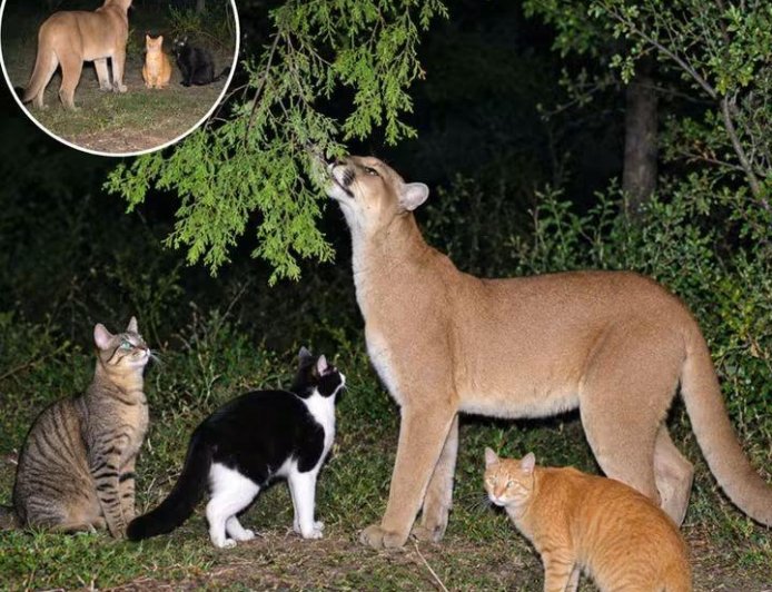 A Mountiain Lion is friends with ordinary house cats