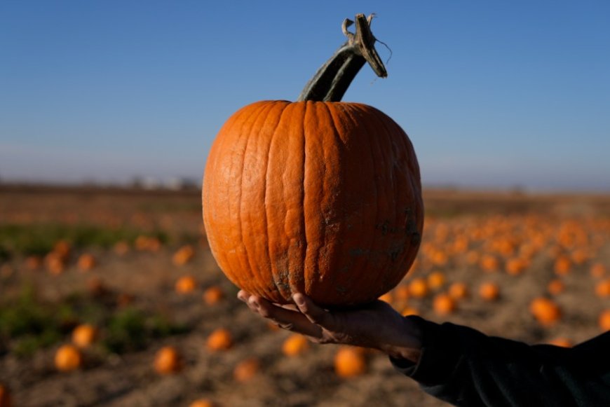 Summer heat, fuel costs shape pumpkin harvest and prices across Ozarks farms