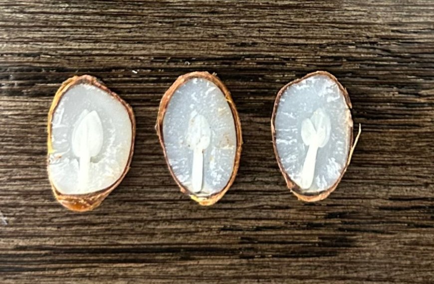 Persimmon seed winter forecast 2026: 2 forks, 1 spoon
