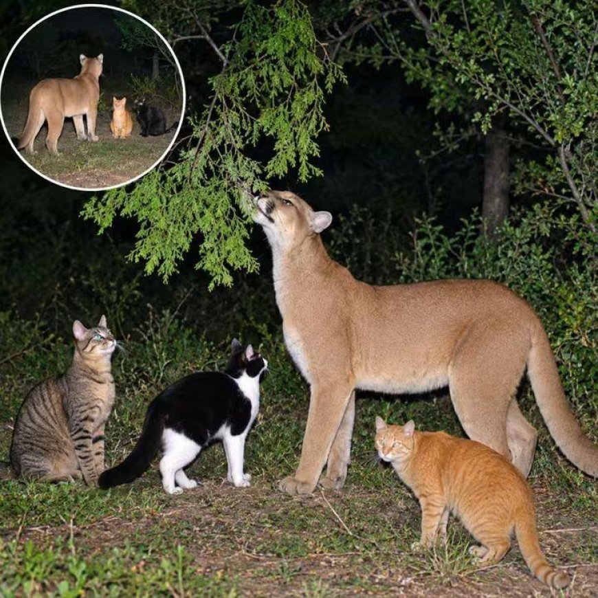 A Mountiain Lion is friends with ordinary house cats
